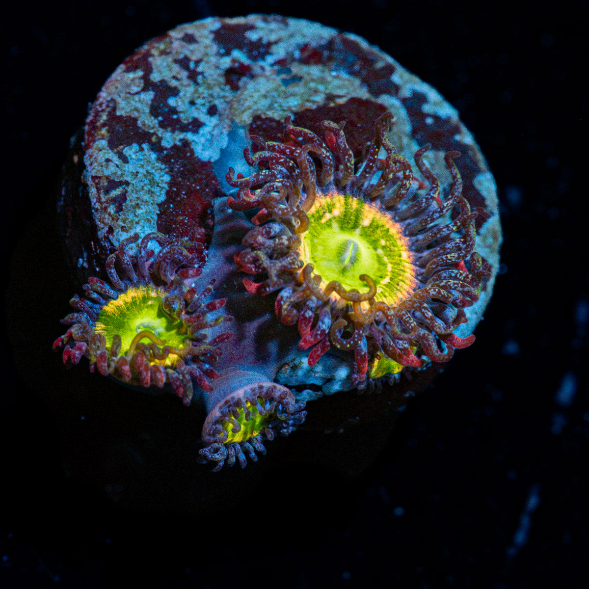 Tinker Bells Zoanthid Coral with colony growth in reef aquarium
