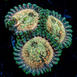 Milky Way Zoanthid Coral colony growth in reef aquarium