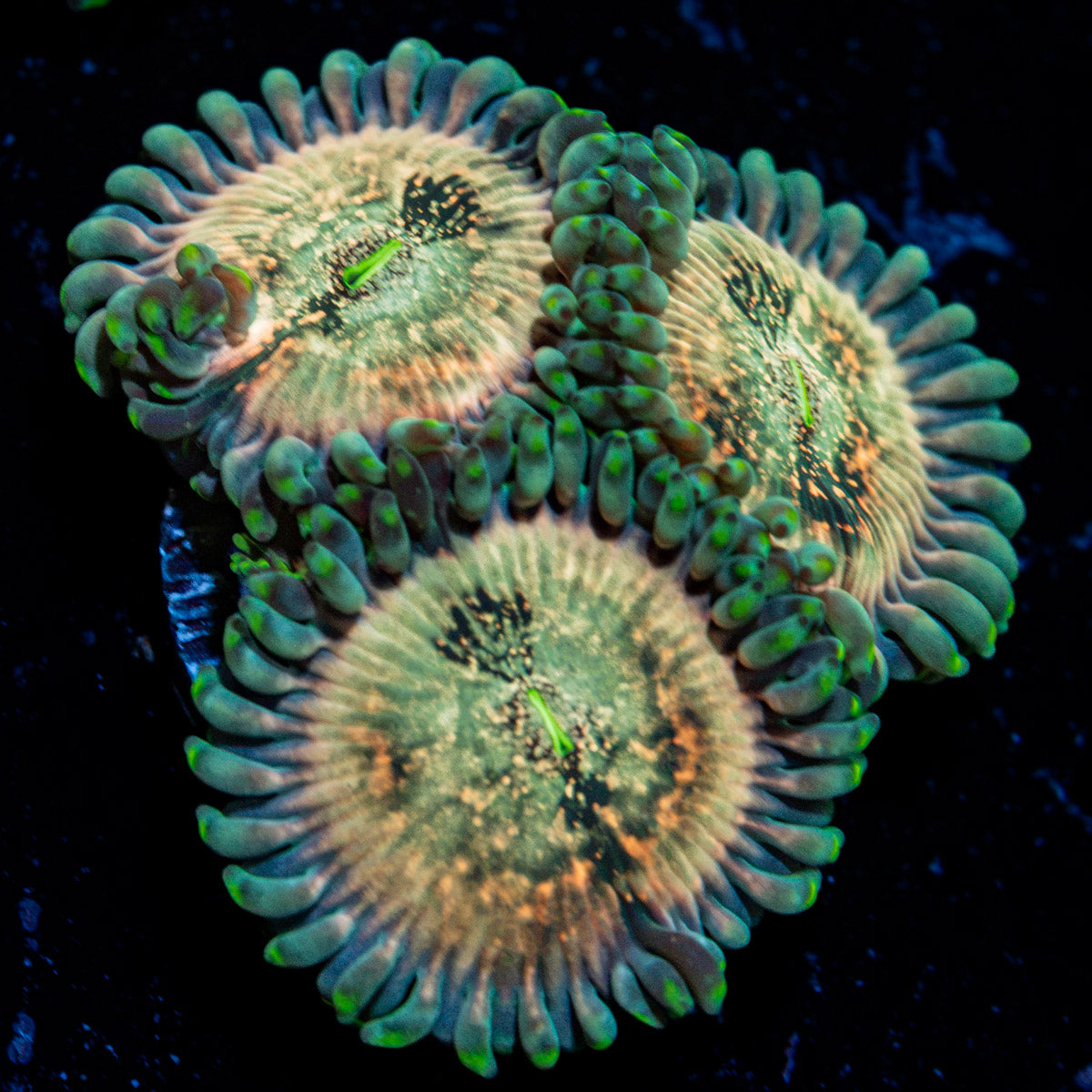 Milky Way Zoanthid Coral colony growth in reef aquarium