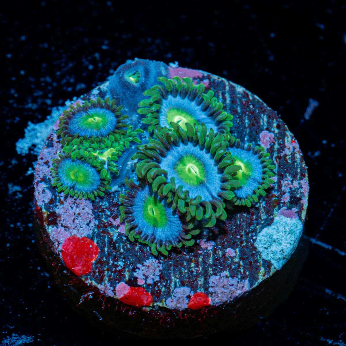 My Miami Zoanthid Coral colony growth in reef aquarium
