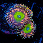Candy Apple Pink Zoanthid Coral colony growth in reef aquarium