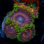 Psychosis Zoanthid Coral with colony growth in reef aquarium