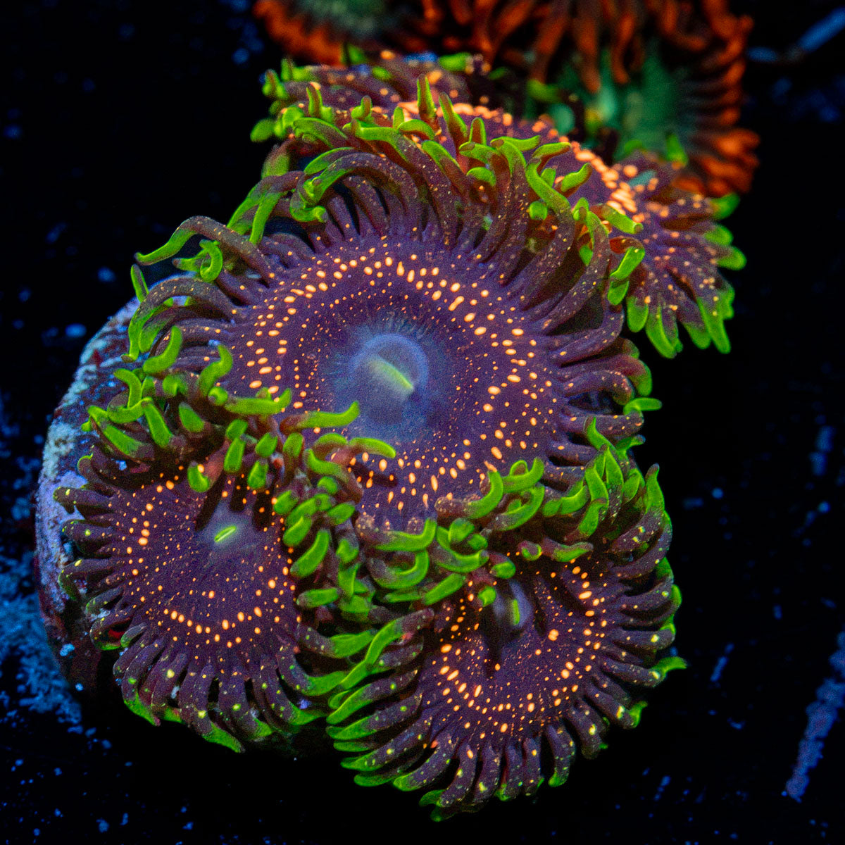 Psychosis Zoanthid Coral with colony growth in reef aquarium