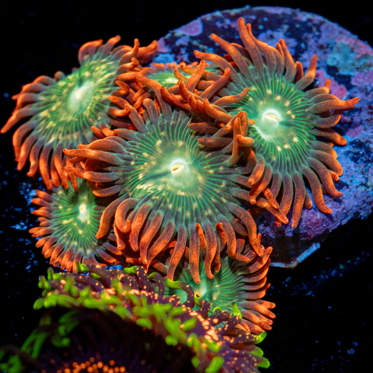 Blueberry Yum Yum Zoanthid Coral colony growth in reef aquarium