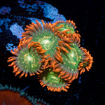 Blueberry Yum Yum Zoanthid Coral colony growth in reef aquarium