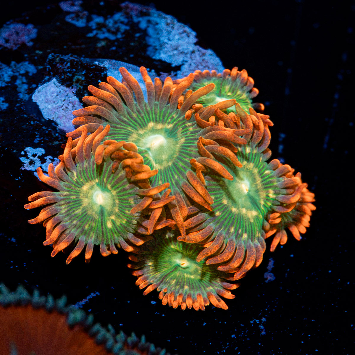 Blueberry Yum Yum Zoanthid Coral colony growth in reef aquarium