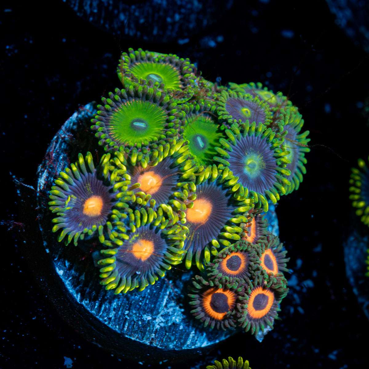Zoanthid Combo plug Coral with colony growth in reef aquarium
