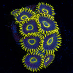 Blue Jay Zoanthid Coral with colony growth in reef aquarium