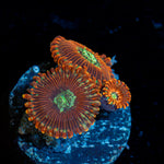 Dark Magician Zoanthid Coral colony growth in reef aquarium