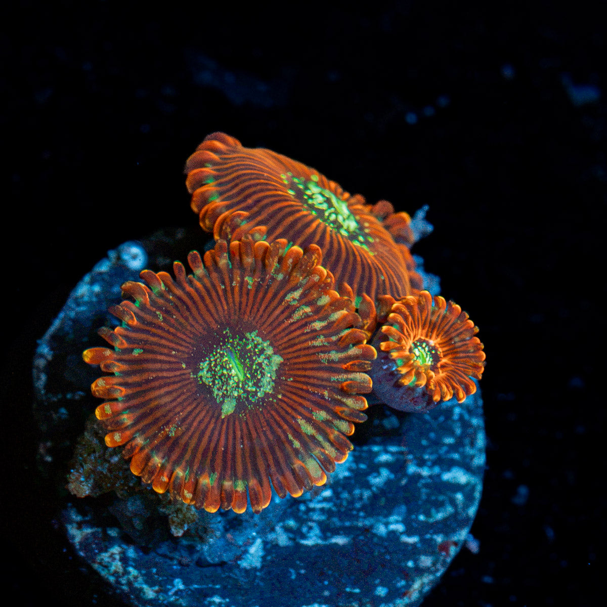 Dark Magician Zoanthid Coral colony growth in reef aquarium