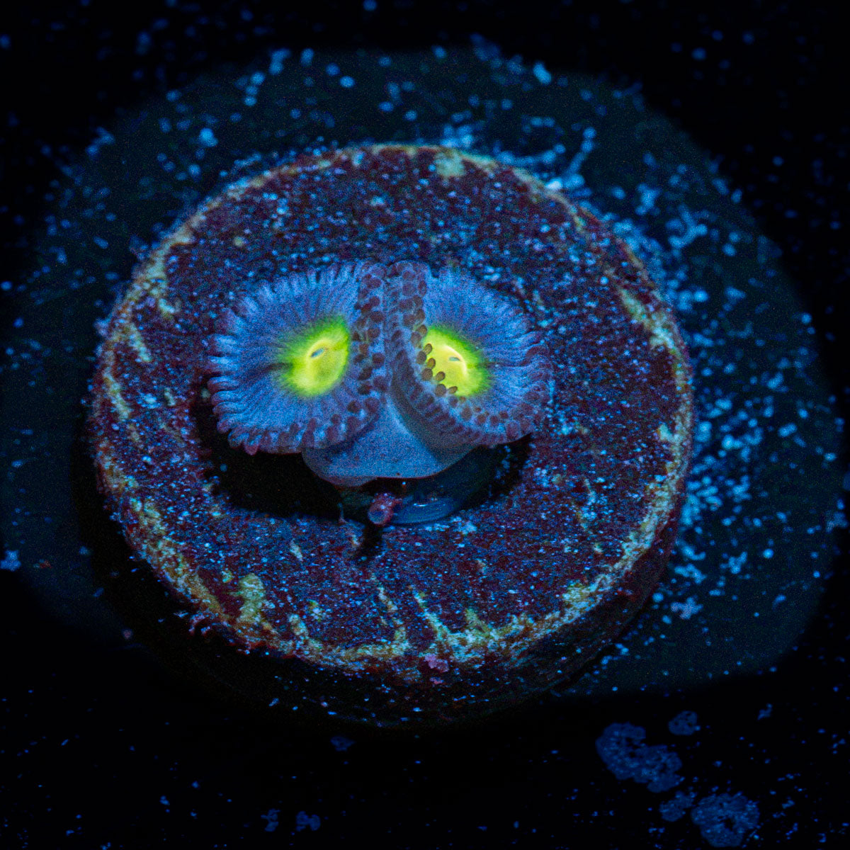 WWC Aoi Zoanthid Coral with colony growth in reef aquarium