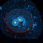 WWC Aoi Zoanthid Coral with colony growth in reef aquarium