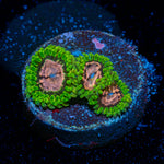 WWC Purple Monster Zoanthid Coral colony growth in reef aquarium