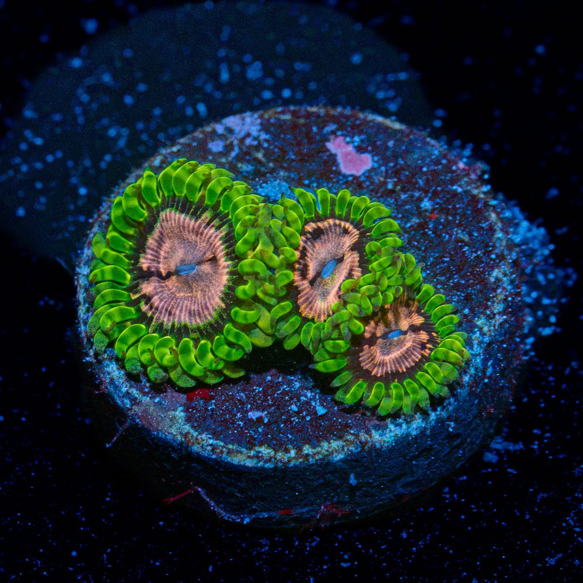 WWC Purple Monster Zoanthid Coral colony growth in reef aquarium
