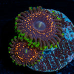 Psychosis Zoanthid Coral with colony growth in reef aquarium