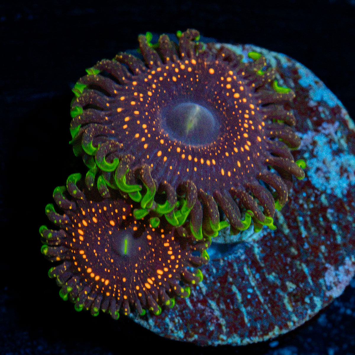 Psychosis Zoanthid Coral with colony growth in reef aquarium