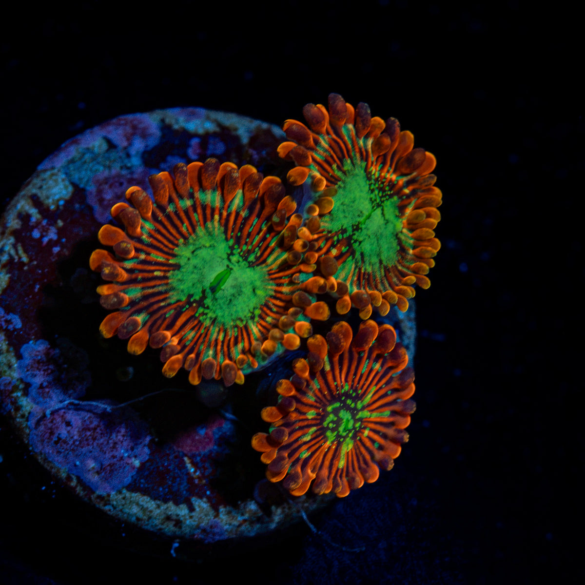 Dark Magician Zoanthid Coral with colony growth in reef aquarium