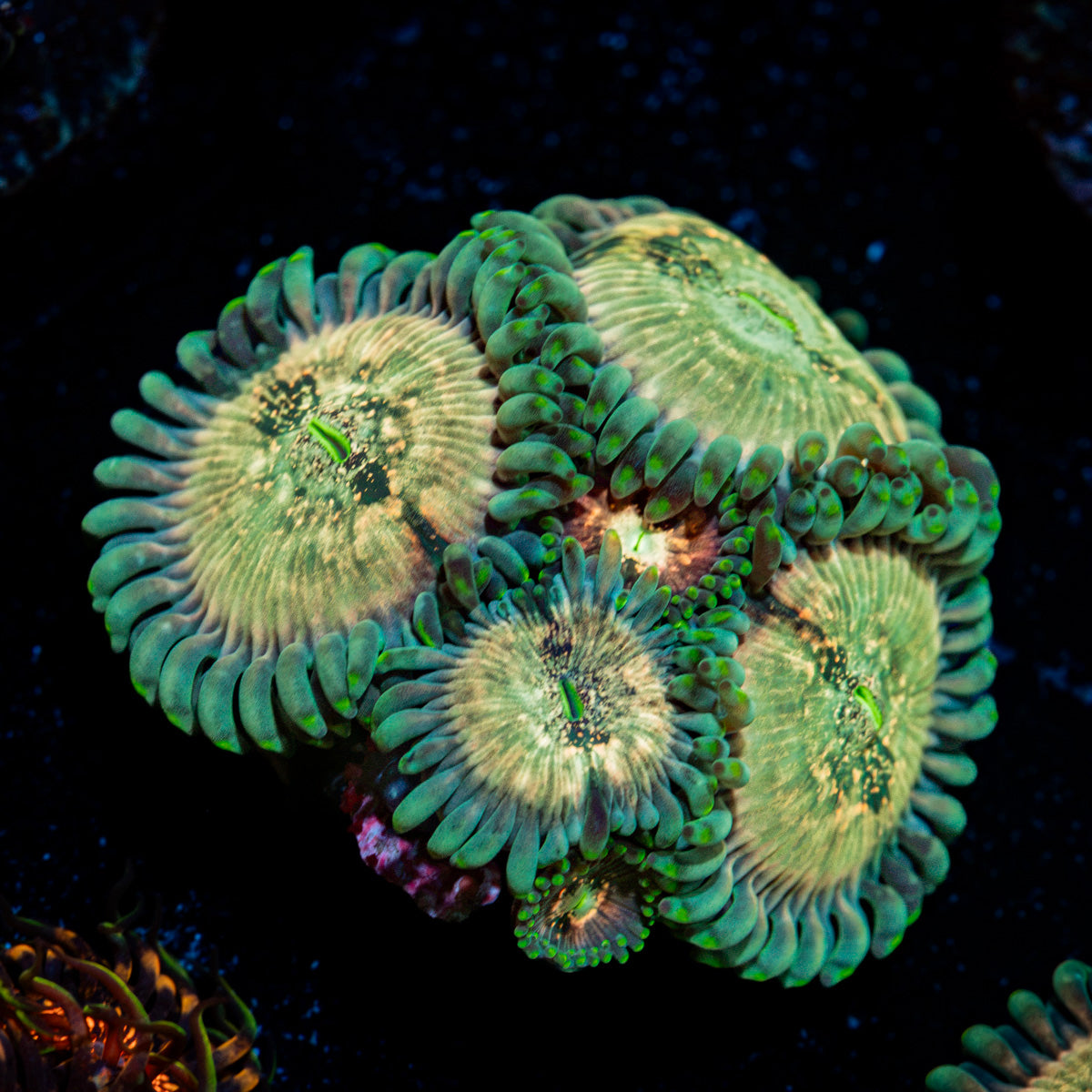 Milky Way Zoanthid Coral colony growth in reef aquarium