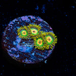 Rasta Zoanthid Coral with colony growth in reef aquarium