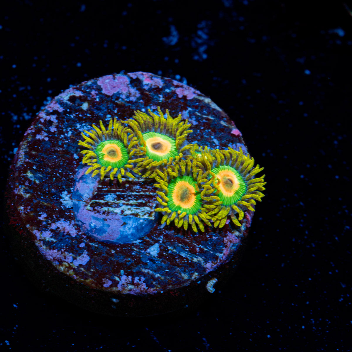 Rasta Zoanthid Coral with colony growth in reef aquarium