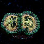 Milky Way Zoanthid Coral colony growth in reef aquarium