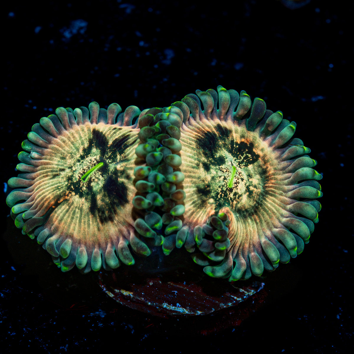 Milky Way Zoanthid Coral colony growth in reef aquarium