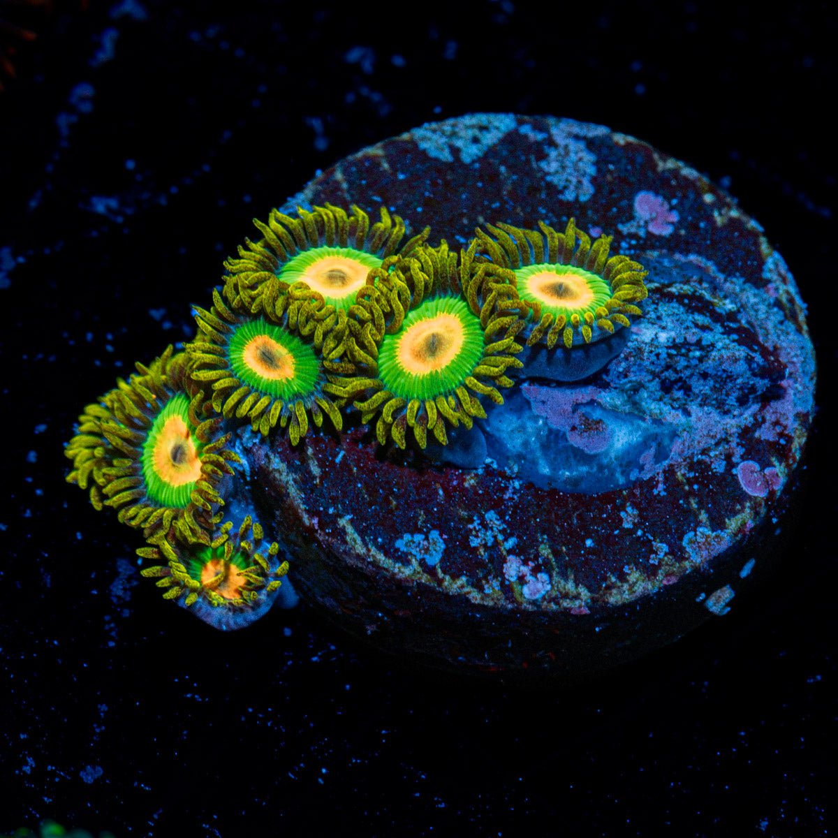 Rasta Zoanthid Coral with colony growth in reef aquarium