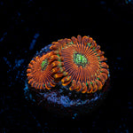Dark Magician Zoanthid Coral with colony growth in reef aquarium