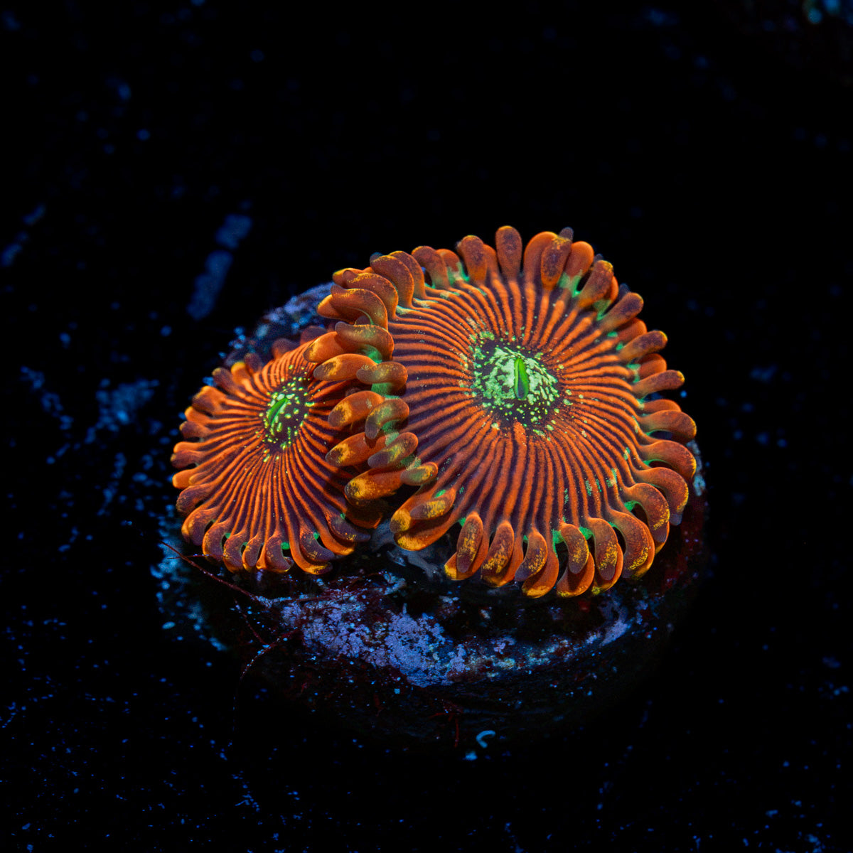 Dark Magician Zoanthid Coral with colony growth in reef aquarium