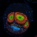 Bowser Zoanthid Coral with colony growth in reef aquarium
