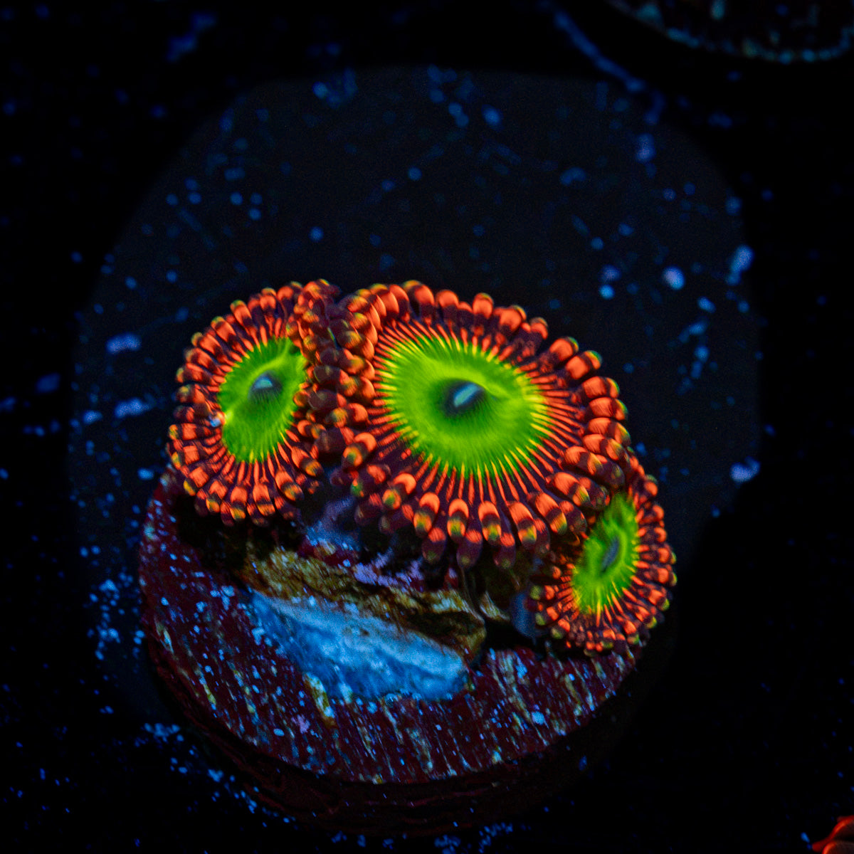 Bowser Zoanthid Coral with colony growth in reef aquarium