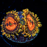 Piranha Plant Zoanthid Coral colony growth in reef aquarium