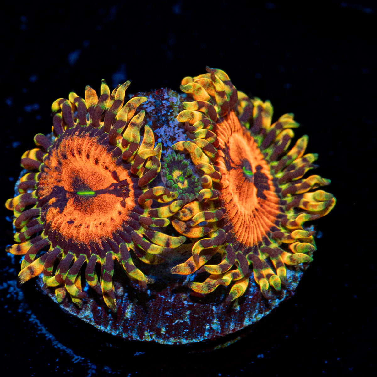 Piranha Plant Zoanthid Coral colony growth in reef aquarium