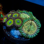 Zoanthid Combo Plug showcasing colony growth in reef aquarium