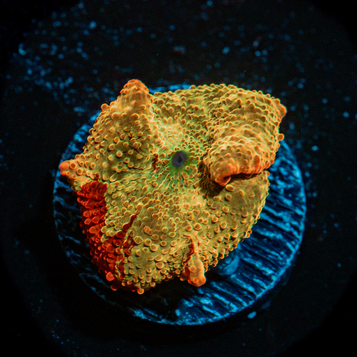 Ultimate Jawbreaker Mushroom Coral with distinctive mushroom disc in reef aquarium