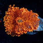 Sunbeam Yuma Mushroom Coral with mushroom disc in reef aquarium