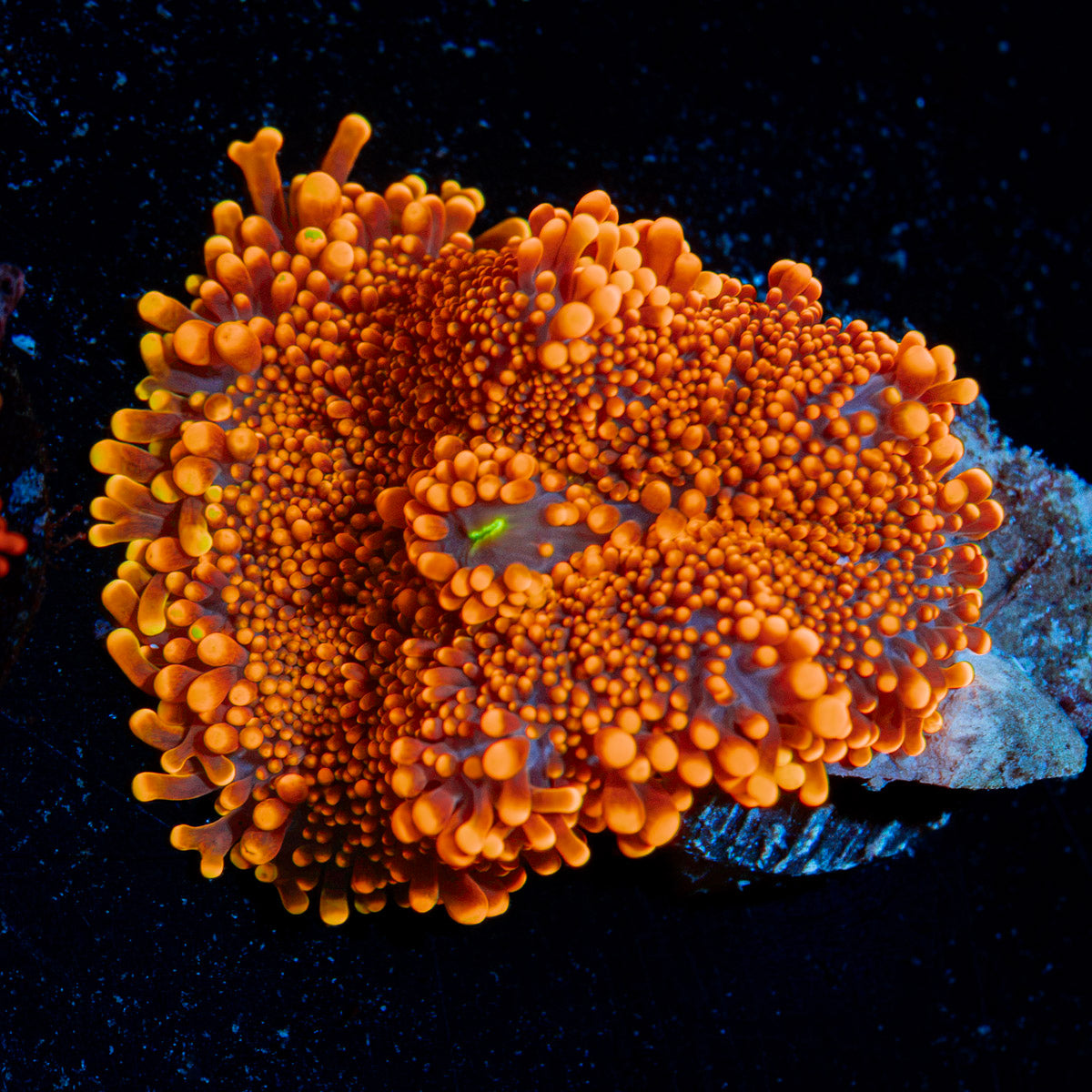 Sunbeam Yuma Mushroom Coral with mushroom disc in reef aquarium