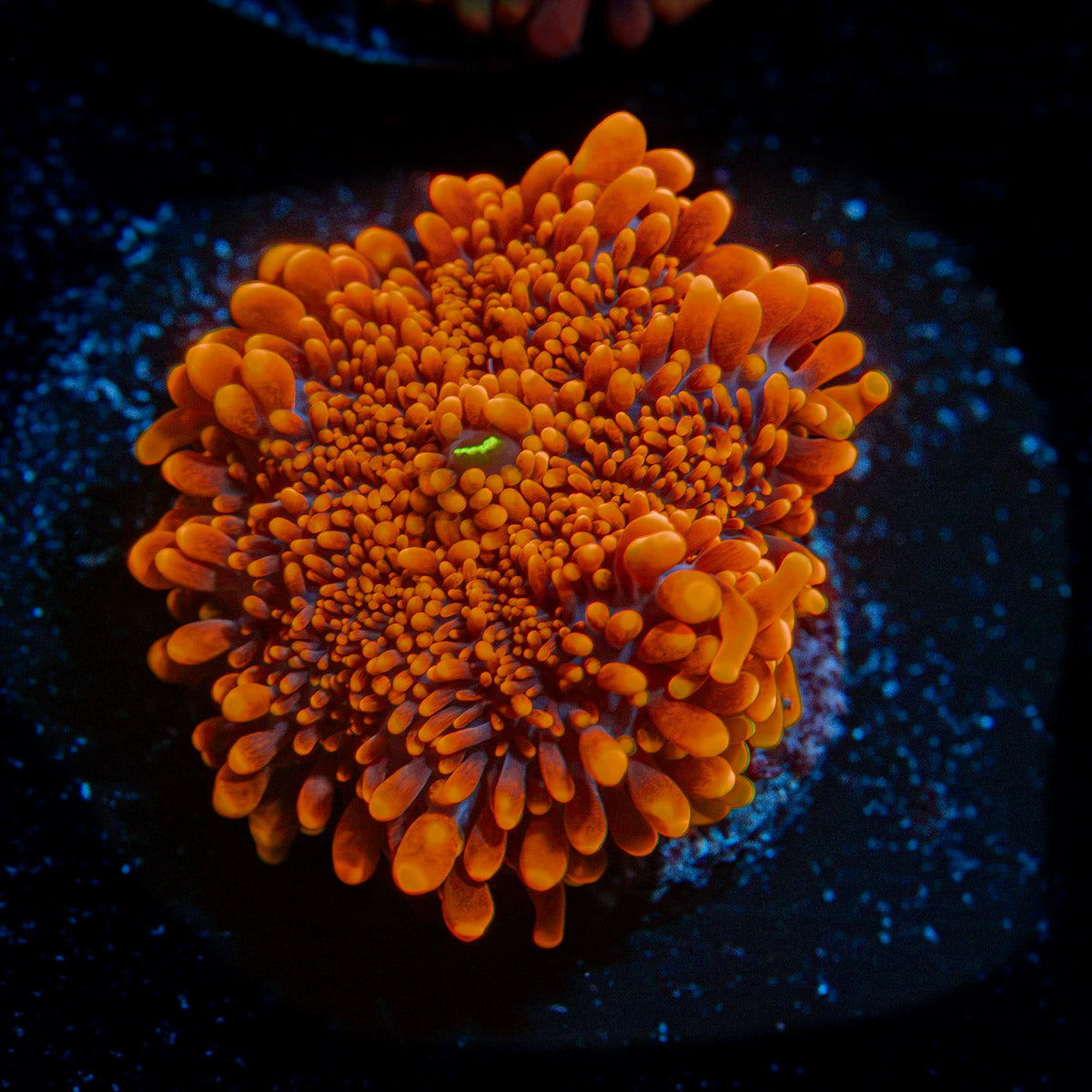 Sunbeam Yuma Mushroom Coral with mushroom disc in reef aquarium