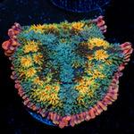 Rainbow Frankenstein Mushroom Coral with colorful mushroom disc in reef aquarium