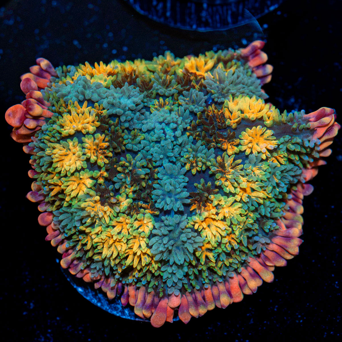 Rainbow Frankenstein Mushroom Coral with colorful mushroom disc in reef aquarium