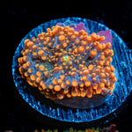 Solar Ember Orange Yuma Mushroom Coral with mushroom disc in reef aquarium