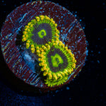 Rainbow Yoda Zoanthid Coral colony growth in reef aquarium