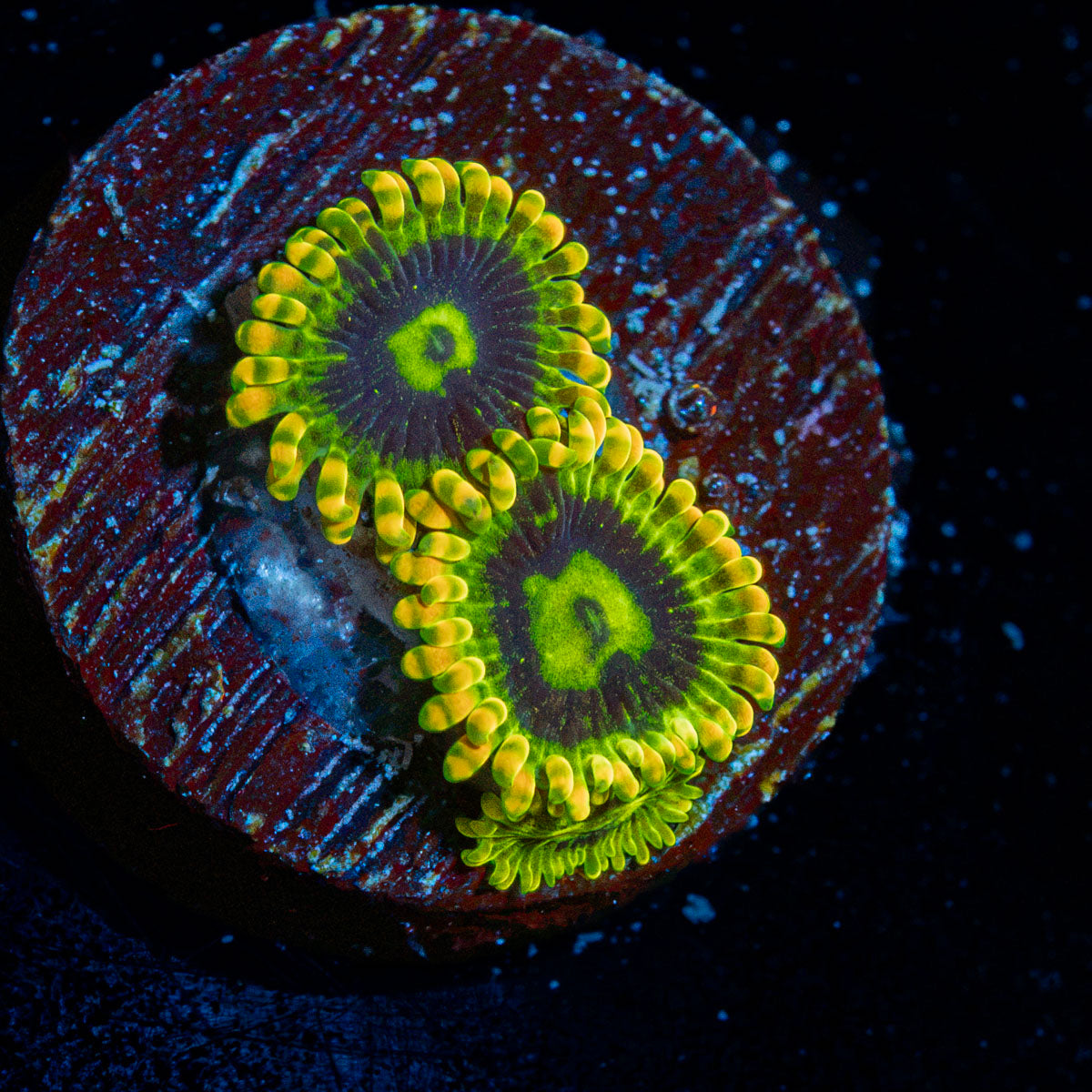 Rainbow Yoda Zoanthid Coral colony growth in reef aquarium