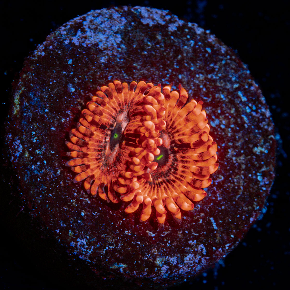 Utter Chaos Zoanthid Coral colony growth in reef aquarium