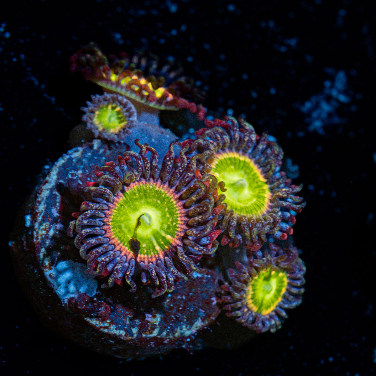Tinker Bells Zoanthid Coral with colony growth in reef aquarium