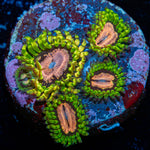 Purple Monster Zoanthid Coral with colony growth in reef aquarium