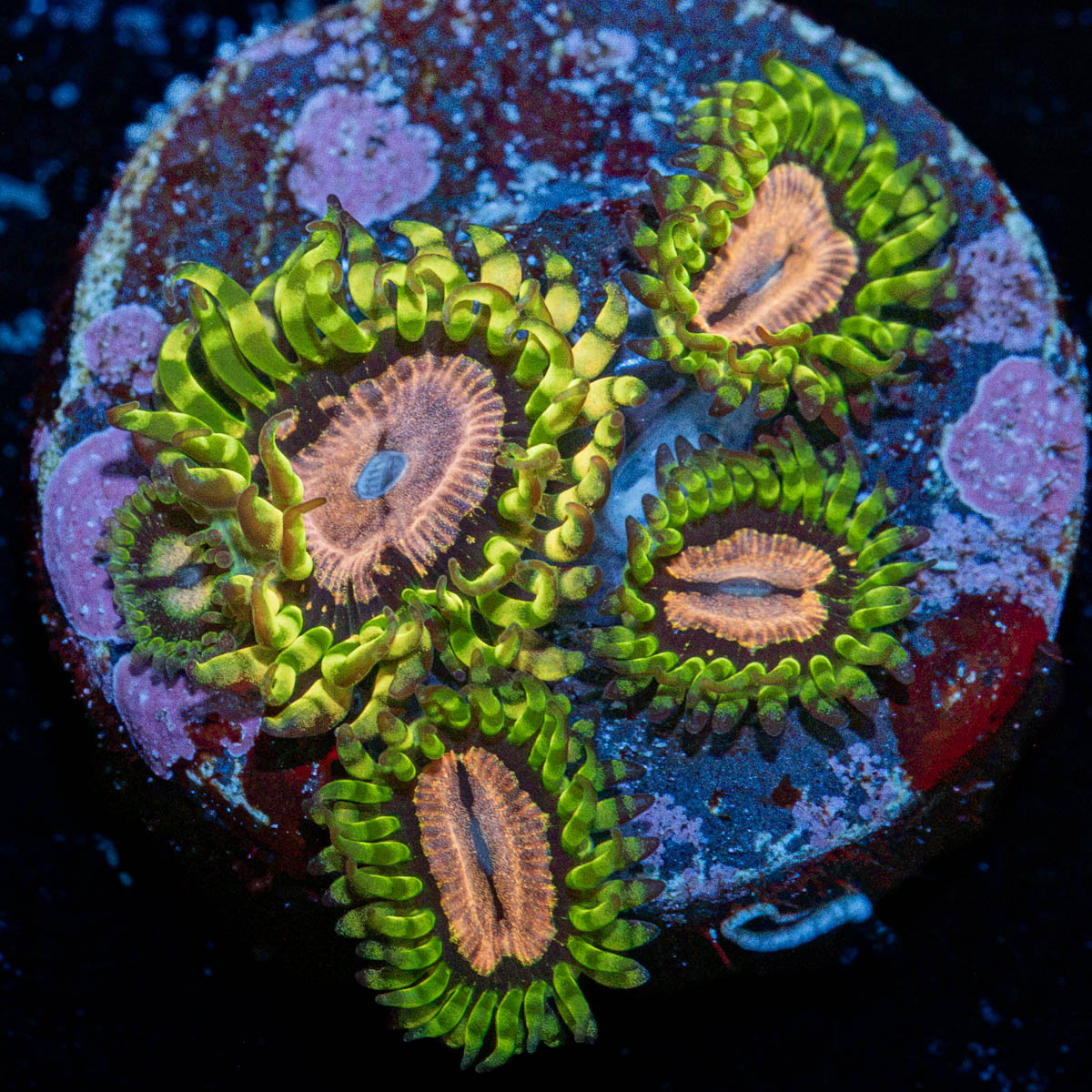 Purple Monster Zoanthid Coral with colony growth in reef aquarium