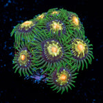 Stargazer Zoanthid Coral with colony growth in reef aquarium