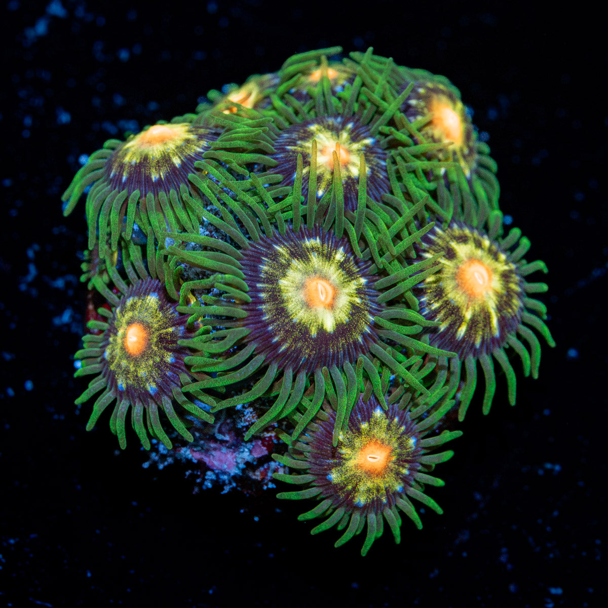 Stargazer Zoanthid Coral with colony growth in reef aquarium