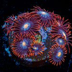Alpha Omega Zoanthid Coral colony growth in reef aquarium
